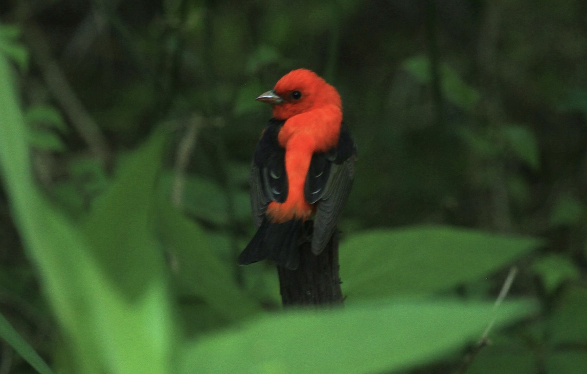 Scarlet Tanager - ML617804423