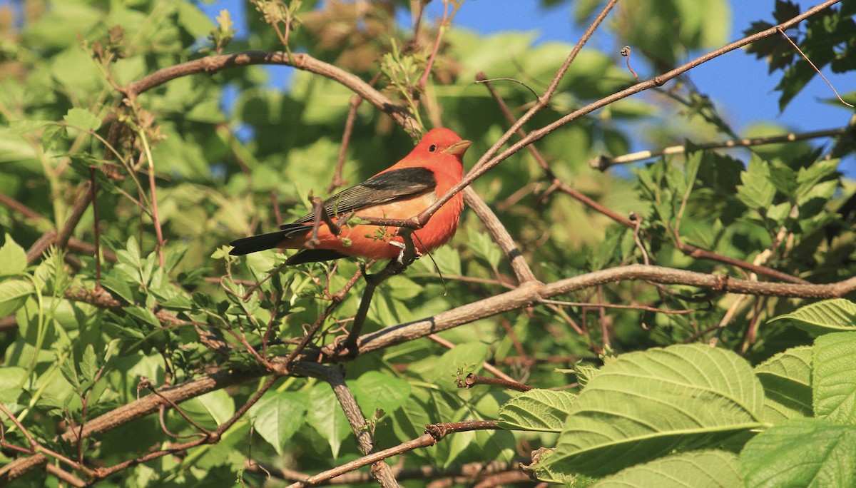 Scarlet Tanager - ML617804424