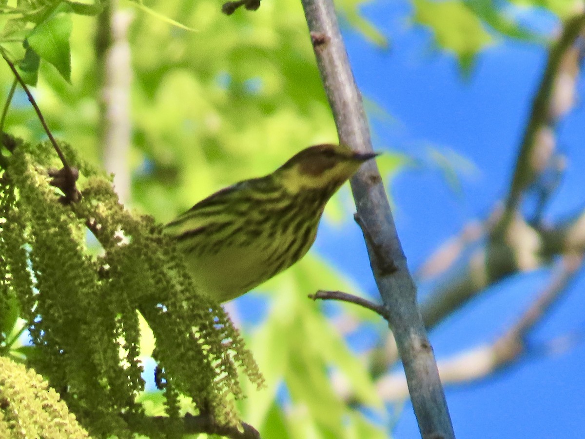 Cape May Warbler - ML617804434