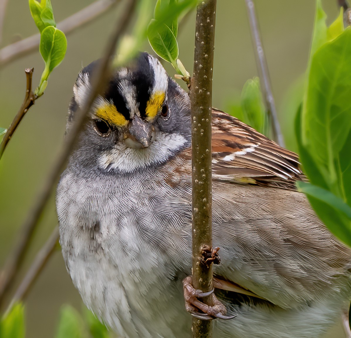 White-throated Sparrow - ML617804470