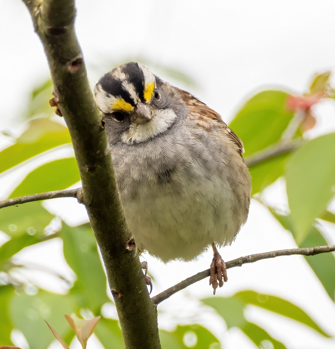 White-throated Sparrow - ML617804471