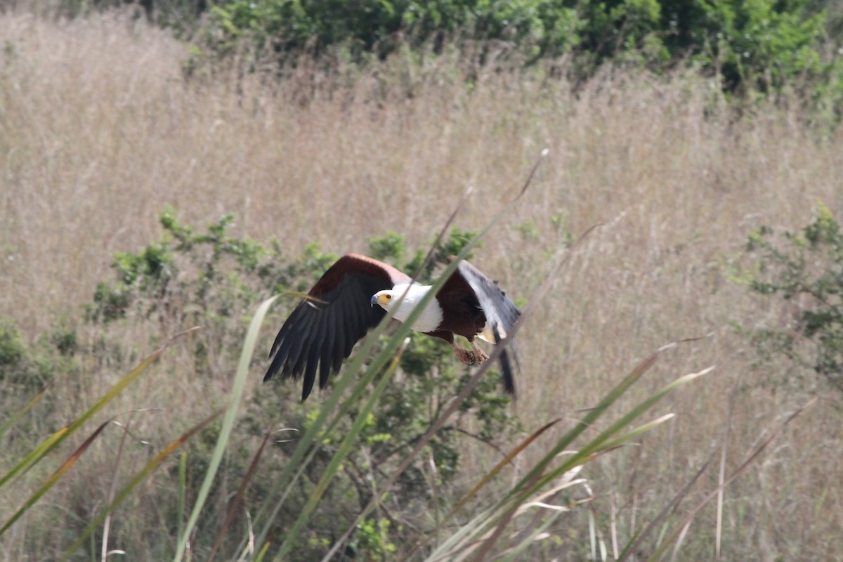 African Fish-Eagle - ML617804493