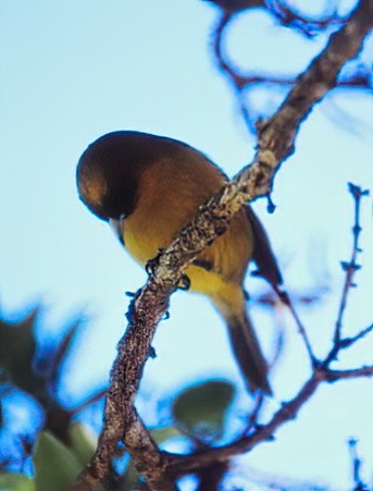 Kauai-Akepakleidervogel - ML617804494