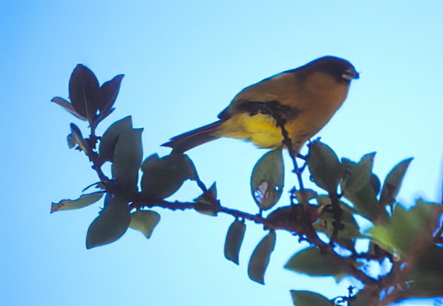 Kauai-Akepakleidervogel - ML617804495