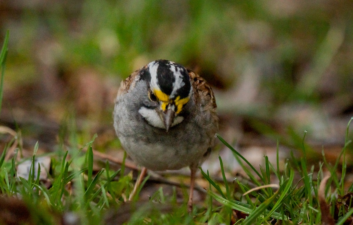 White-throated Sparrow - ismael chavez