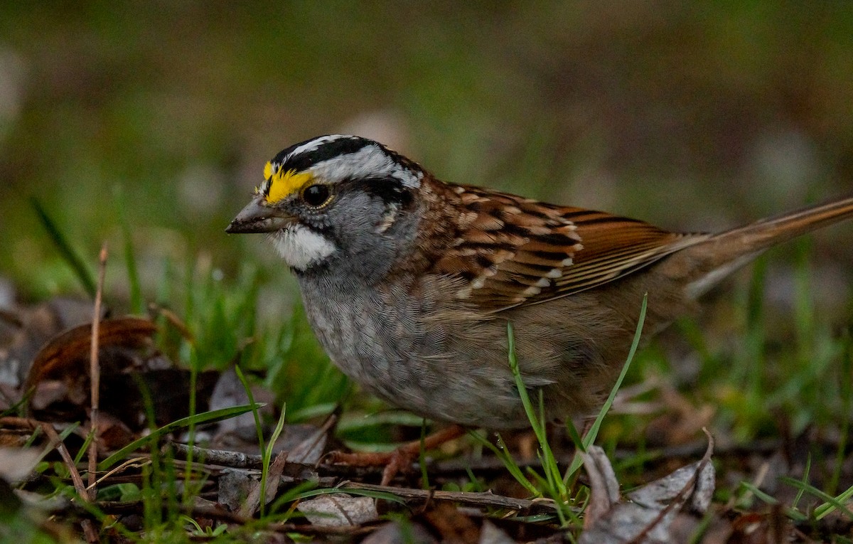 White-throated Sparrow - ML617804515