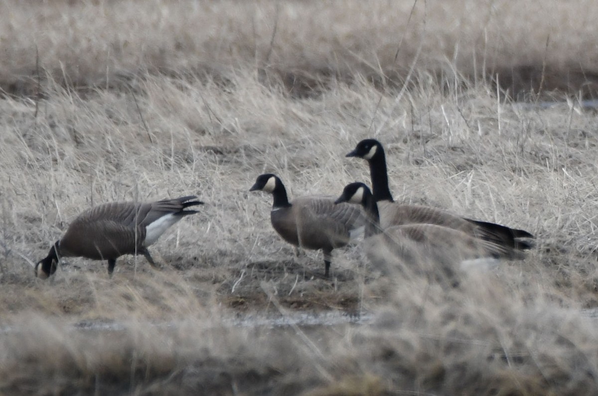 Cackling Goose (Aleutian) - ML617804580