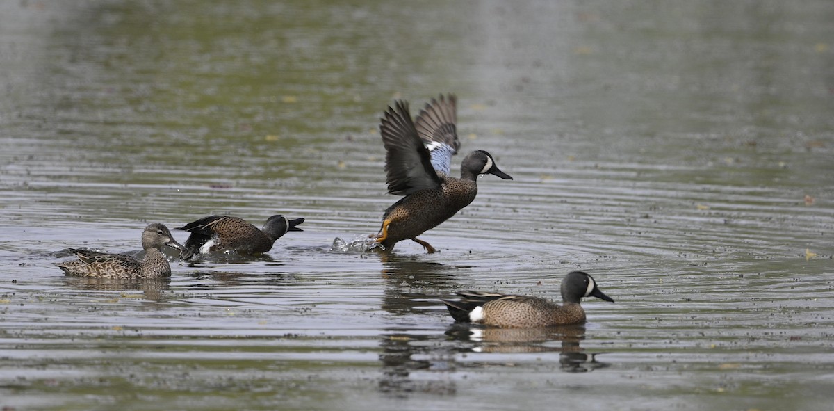 Blue-winged Teal - ML617804588