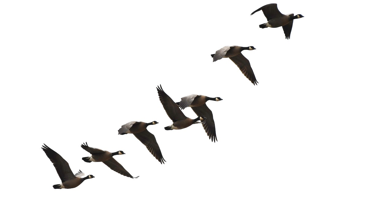 Cackling Goose (minima) - ML617804610