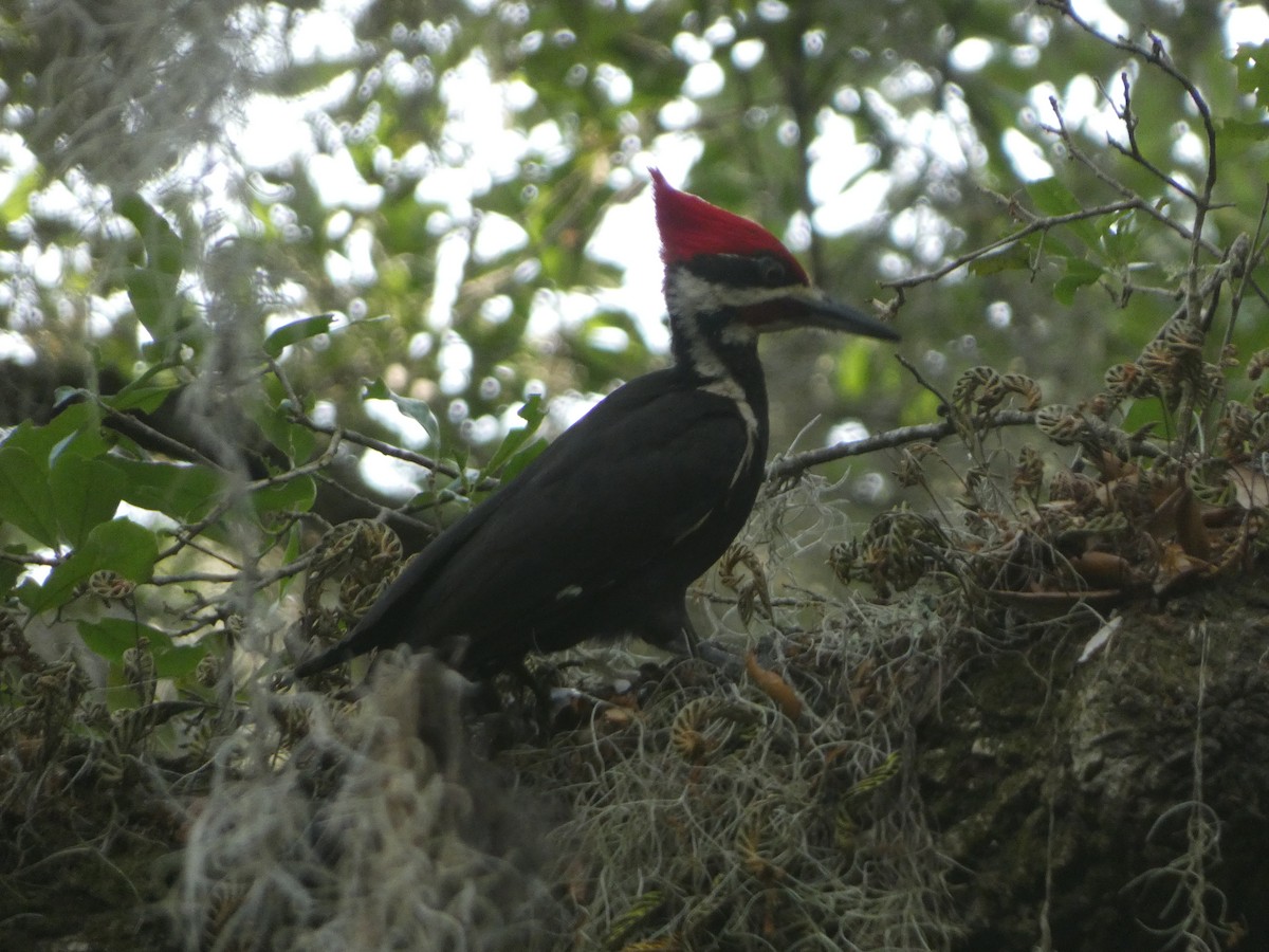 Pileated Woodpecker - ML617804623