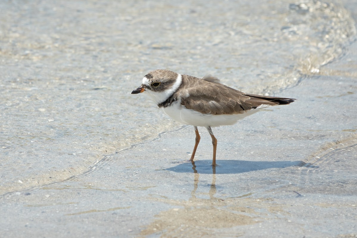 Piping Plover - ML617804651