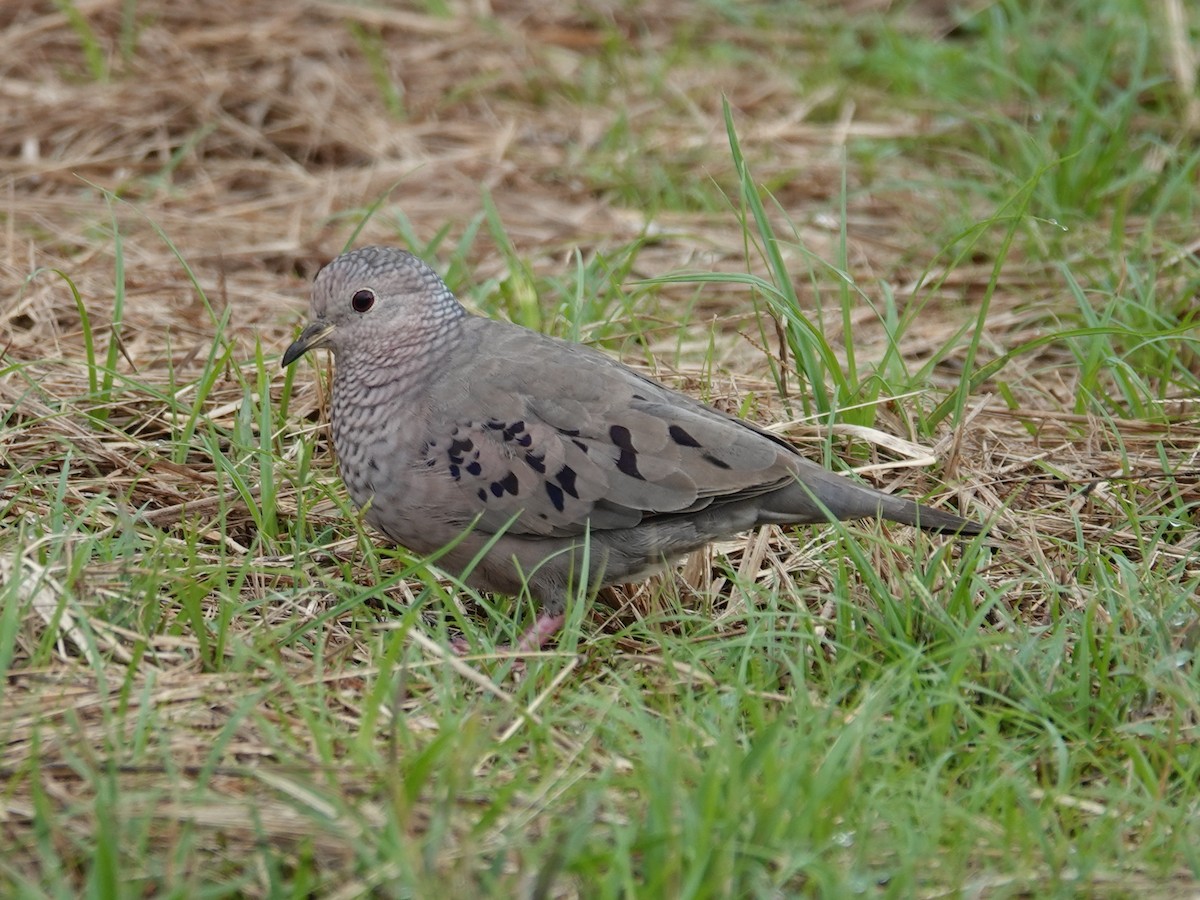 Common Ground Dove - Barry Reed