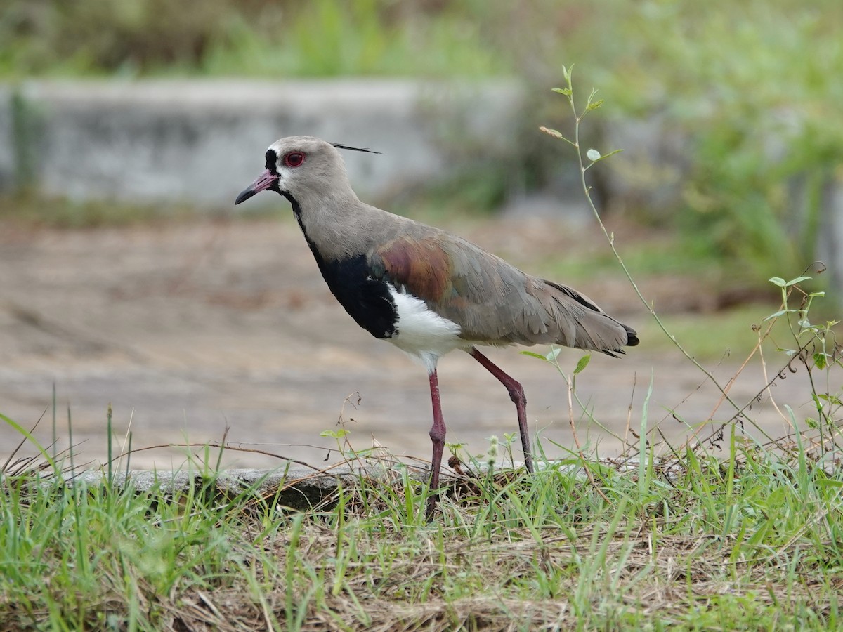 Southern Lapwing - Barry Reed