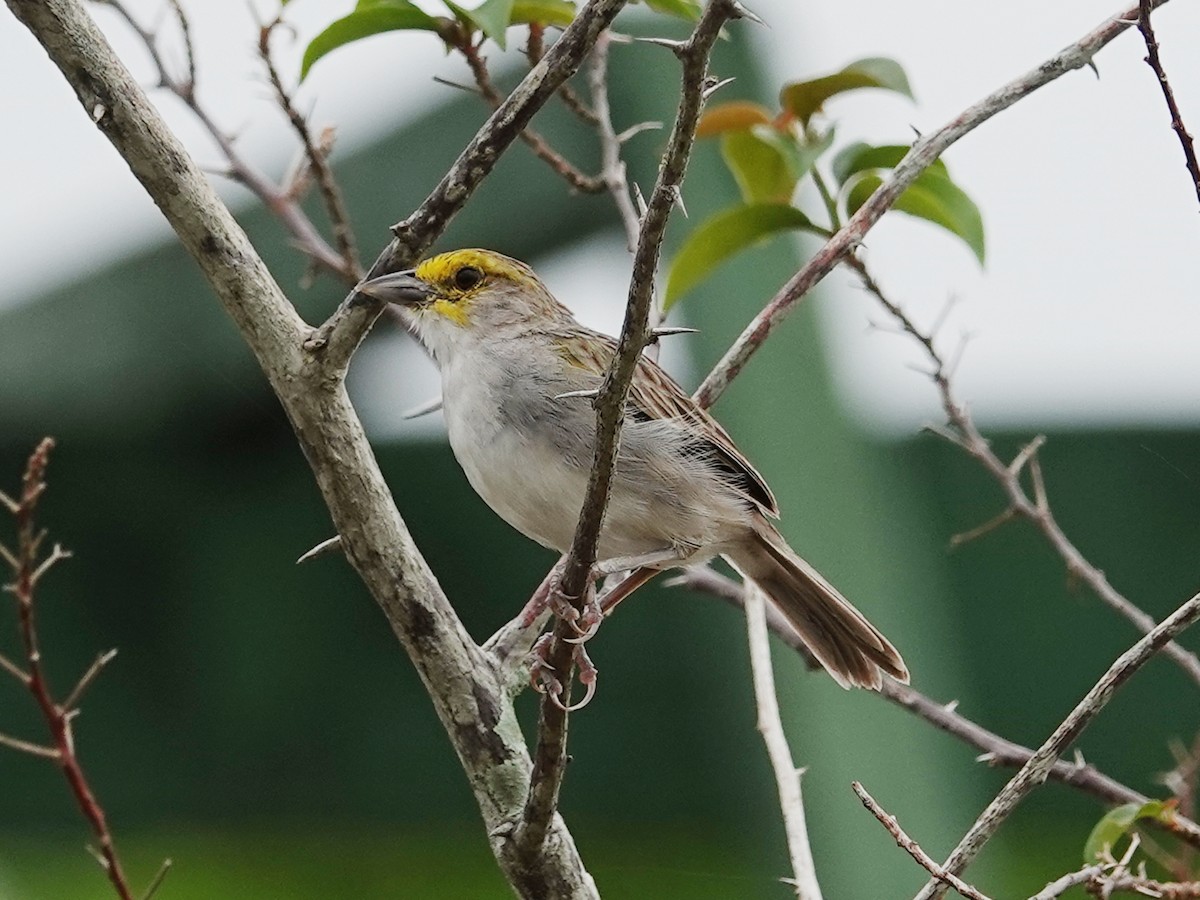 Yellow-browed Sparrow - ML617804678