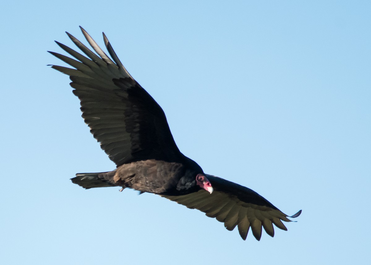 Turkey Vulture - ML617804683