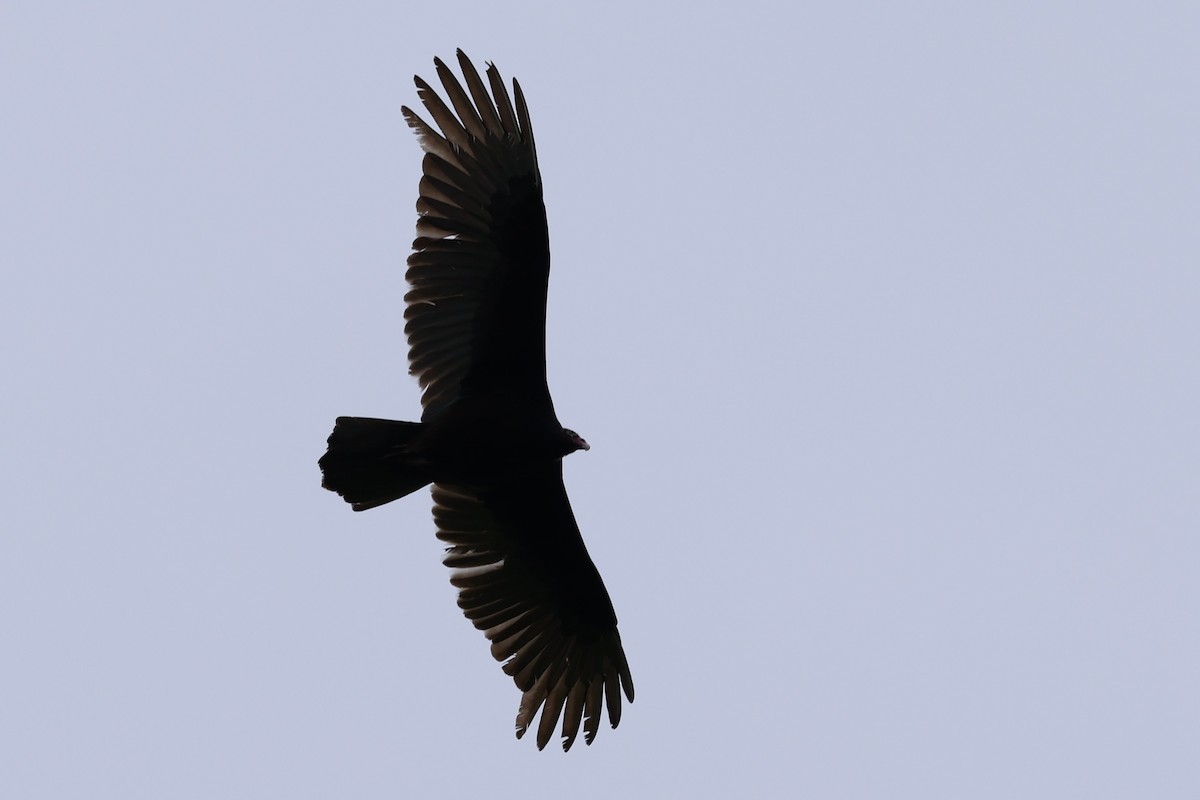 Turkey Vulture - ML617804701
