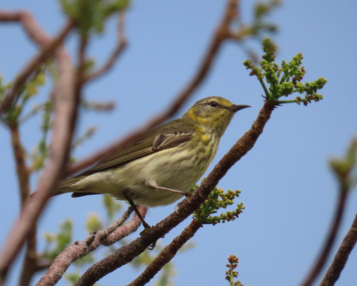 Cape May Warbler - ML617804721