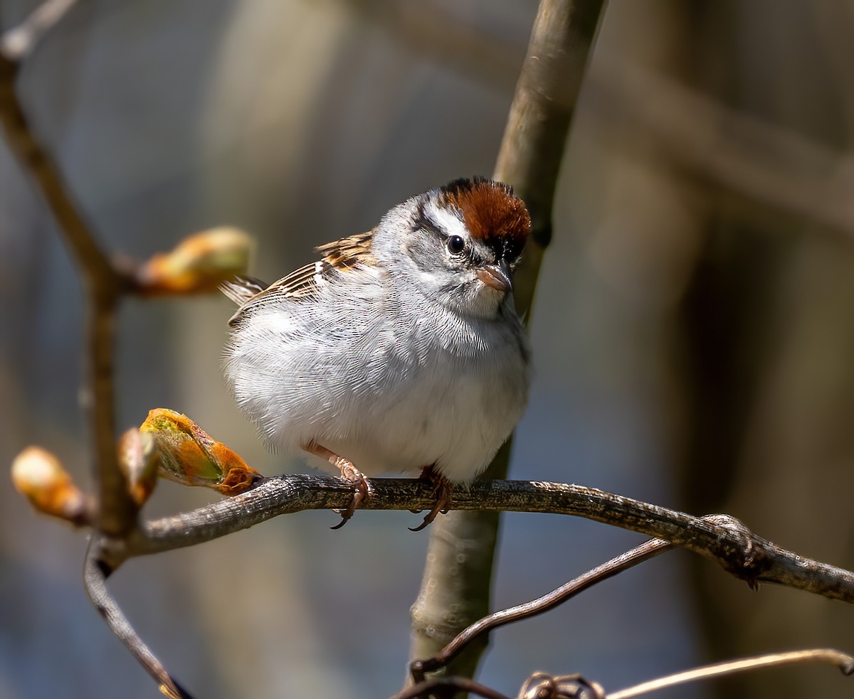Chipping Sparrow - ML617804729