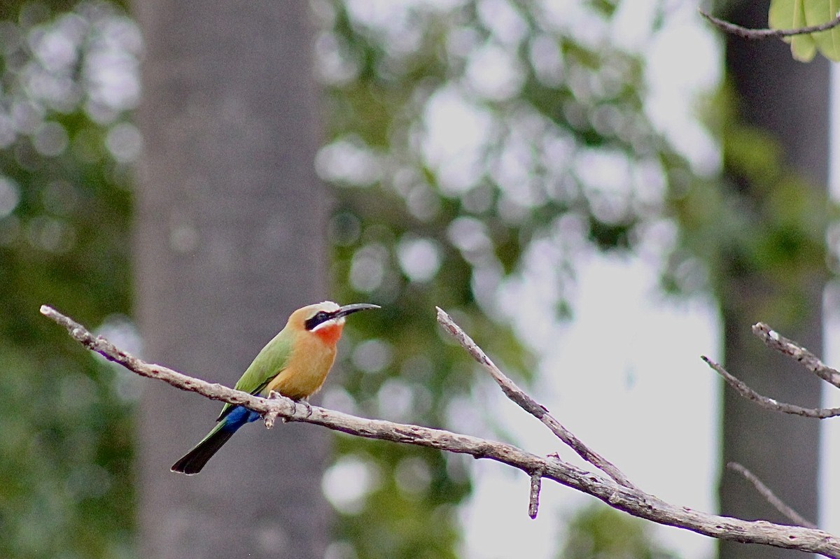 White-fronted Bee-eater - ML617804757