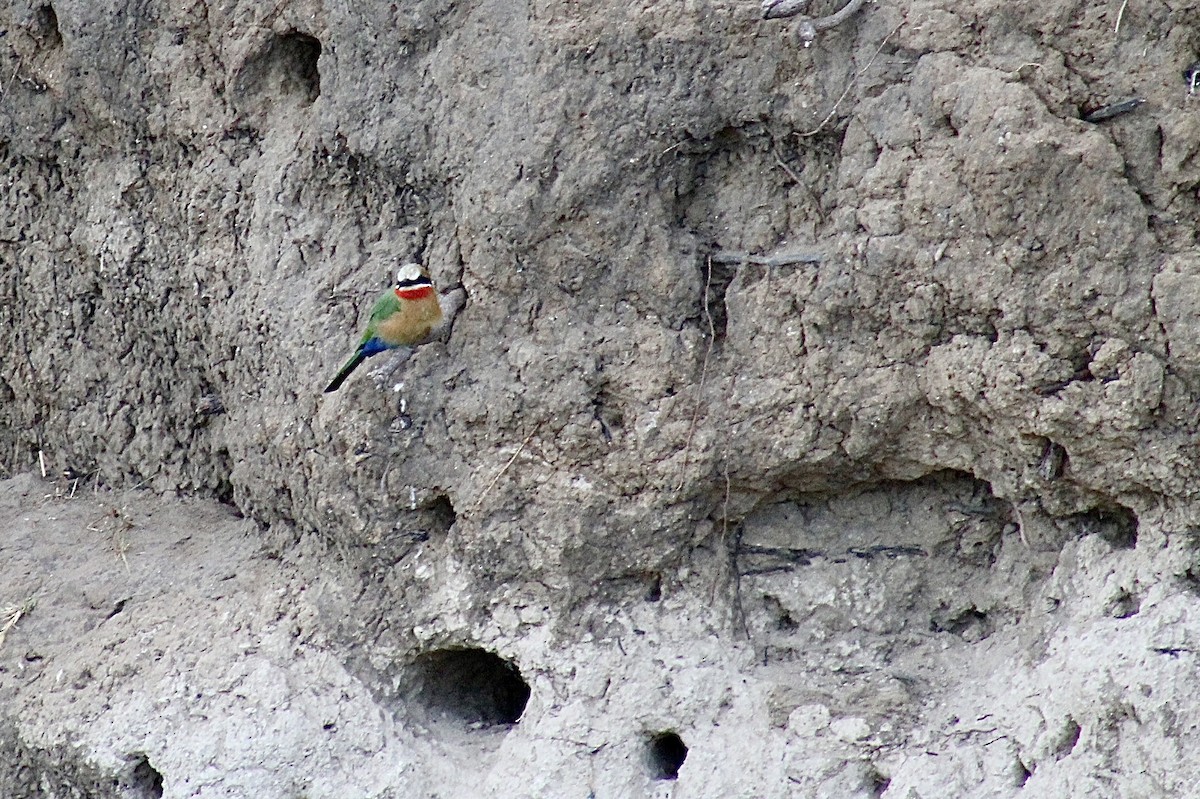 White-fronted Bee-eater - ML617804758