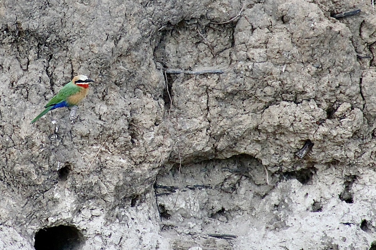 White-fronted Bee-eater - ML617804759