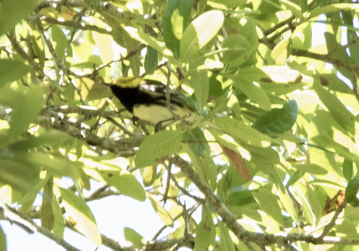 Black-throated Green Warbler - ML617804778