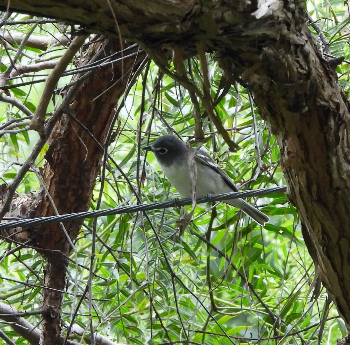 eBird Checklist 22 Apr 2024 Wing St. Canyon 27 species