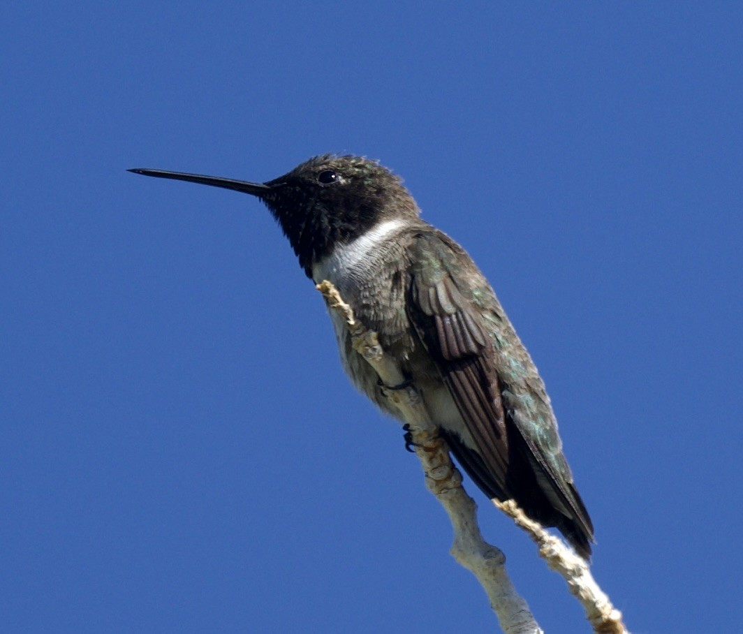 Black-chinned Hummingbird - ML617805024