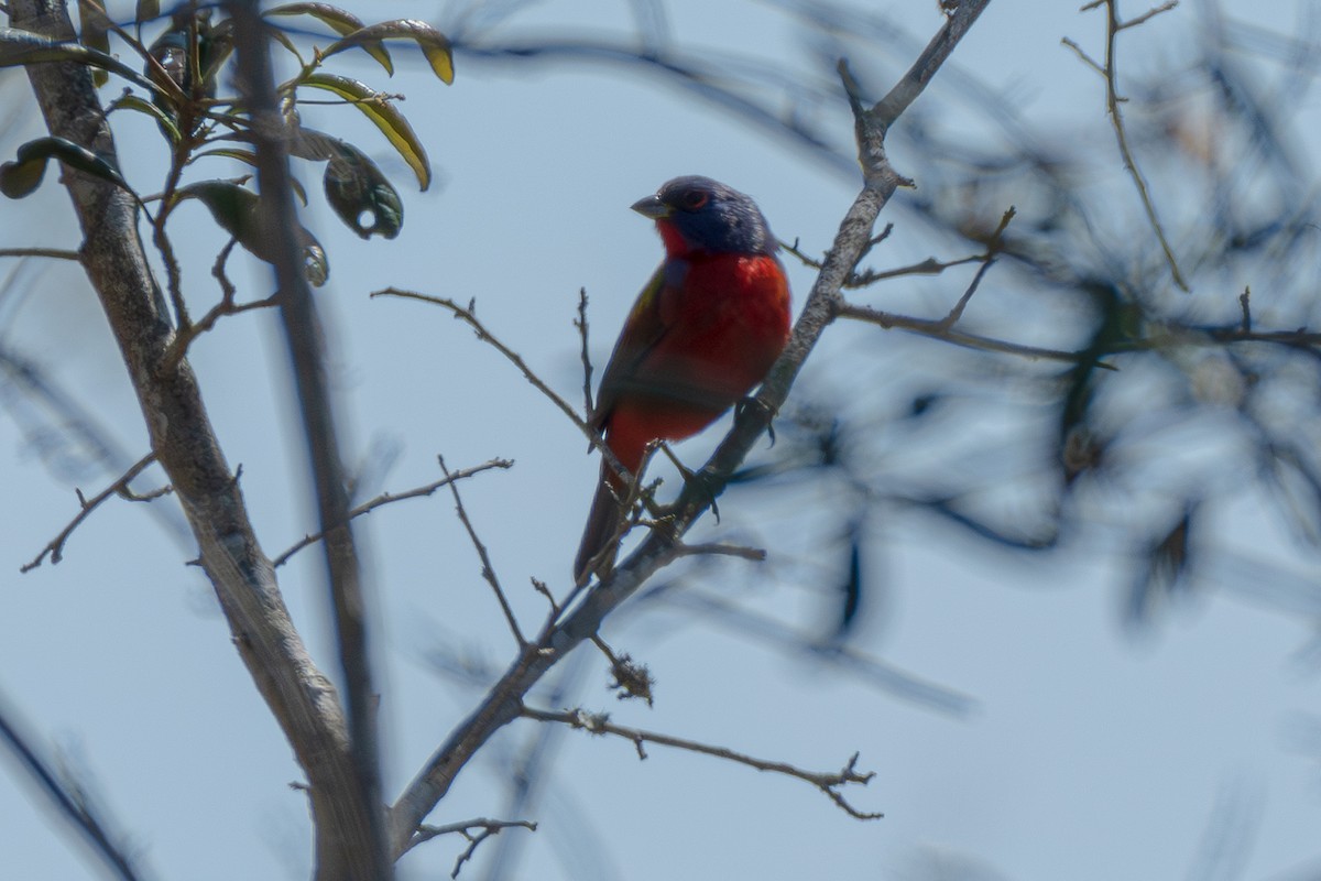 Painted Bunting - ML617805039