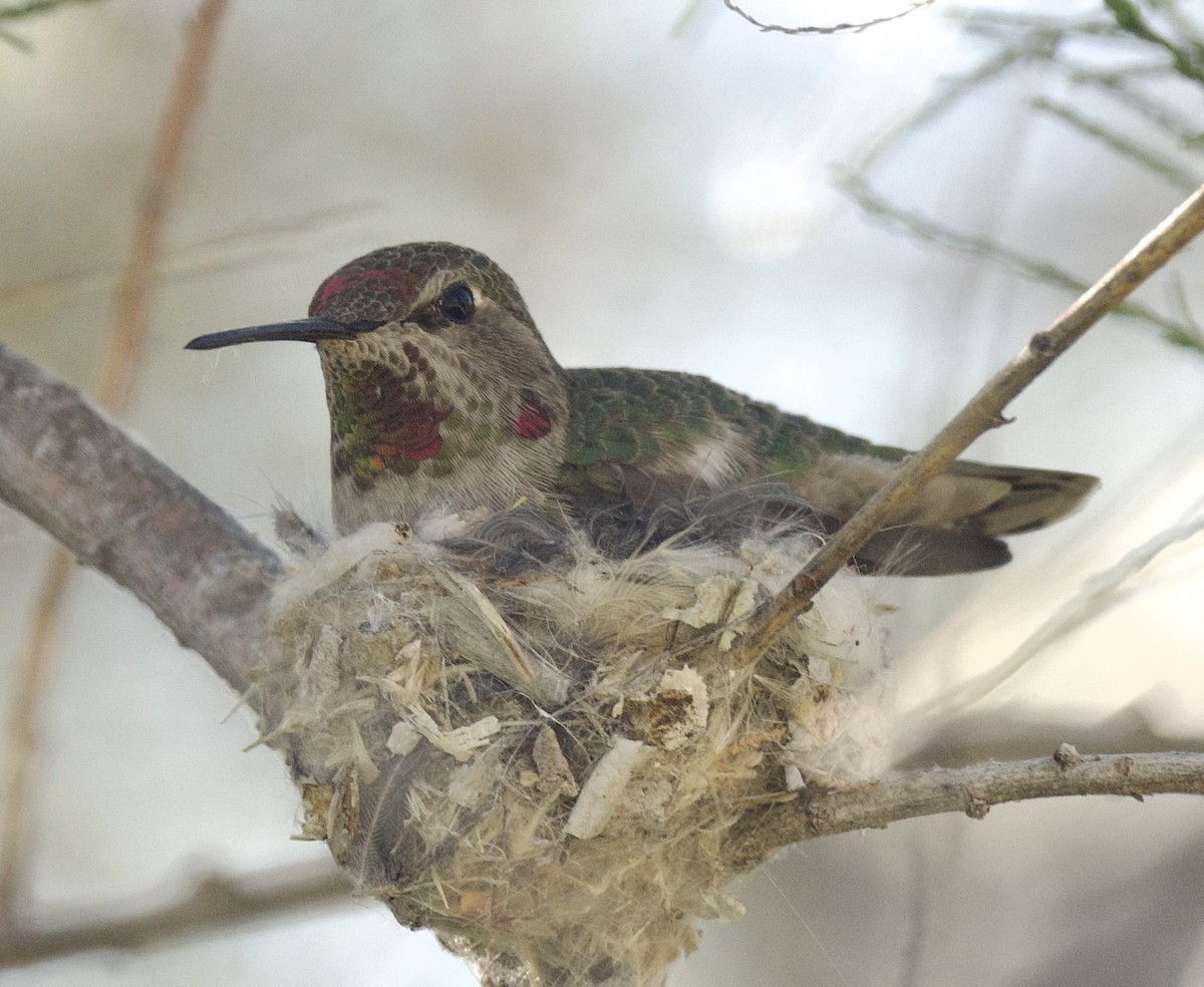 Anna's Hummingbird - ML617805057