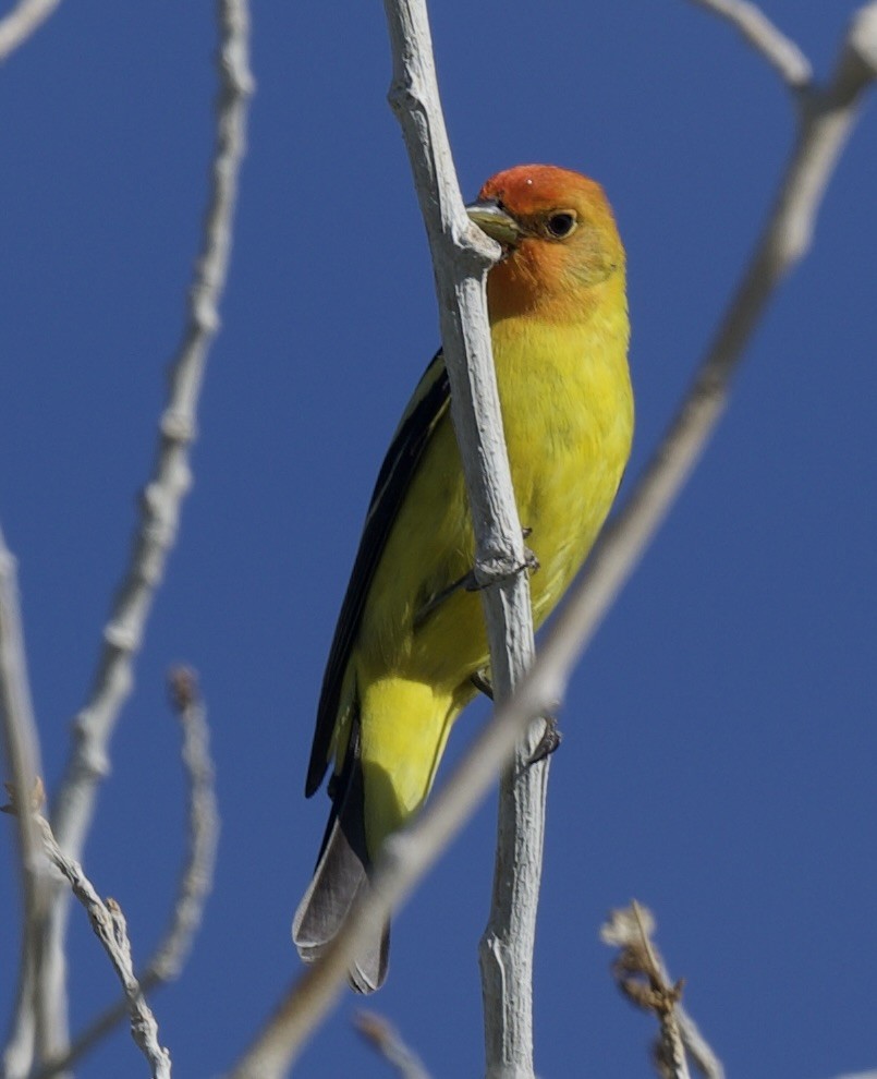 Western Tanager - ML617805083