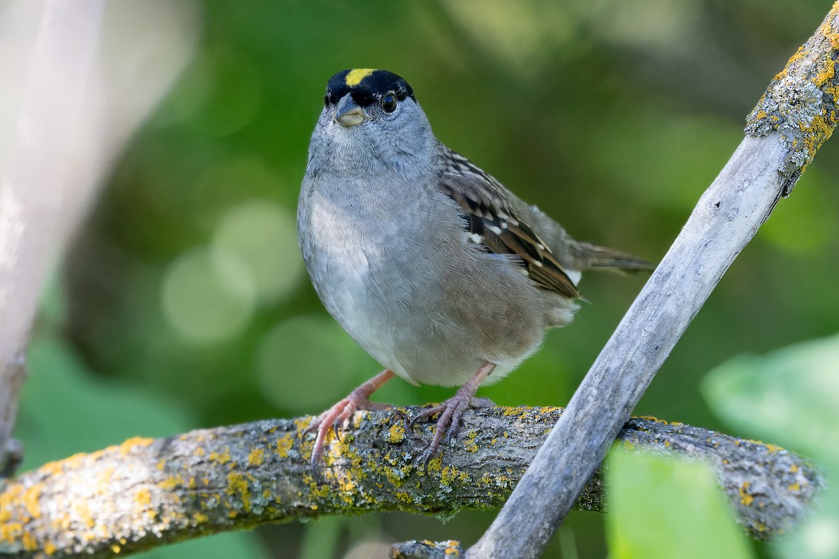 Golden-crowned Sparrow - Dan Brown