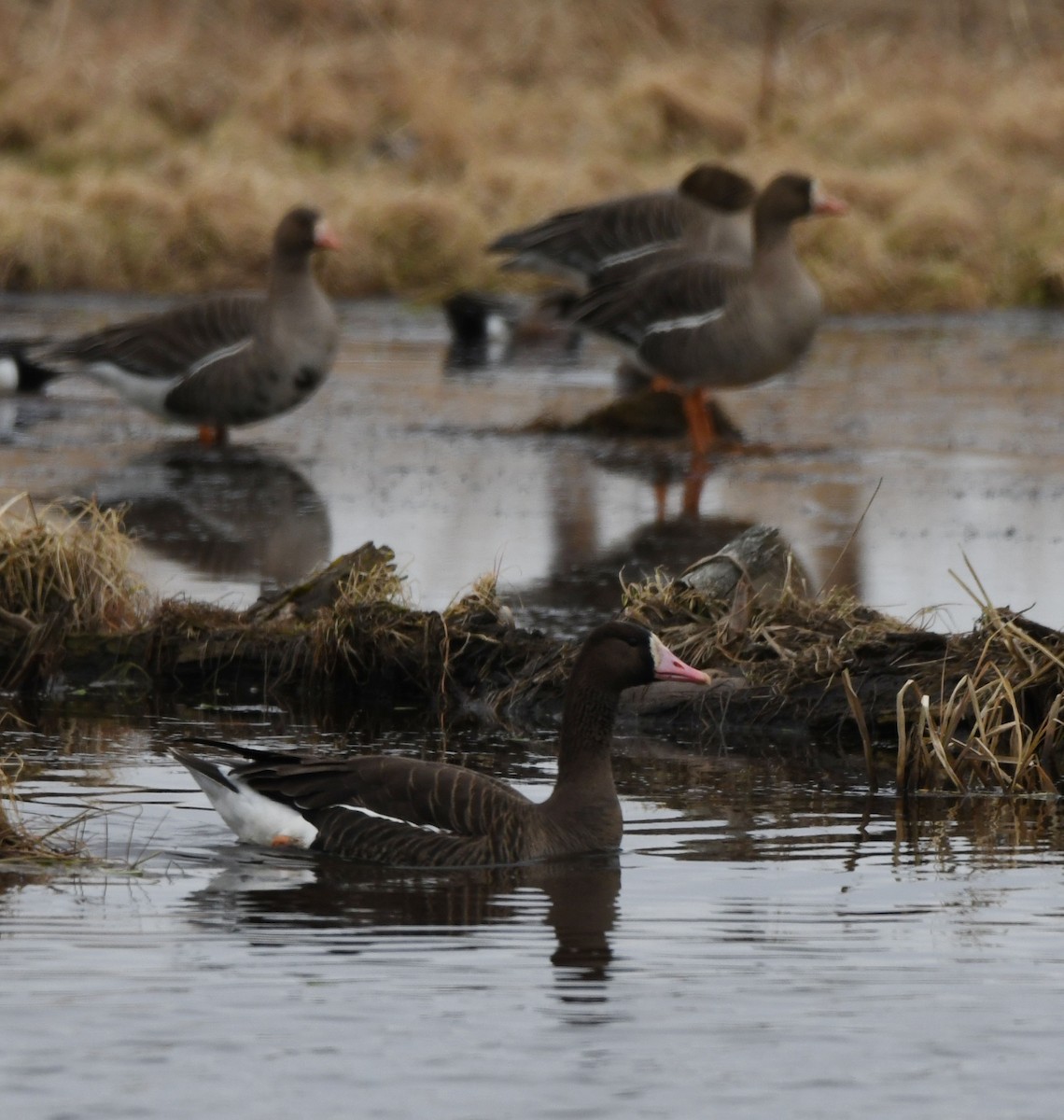 Greater White-fronted Goose (Tule) - ML617805156