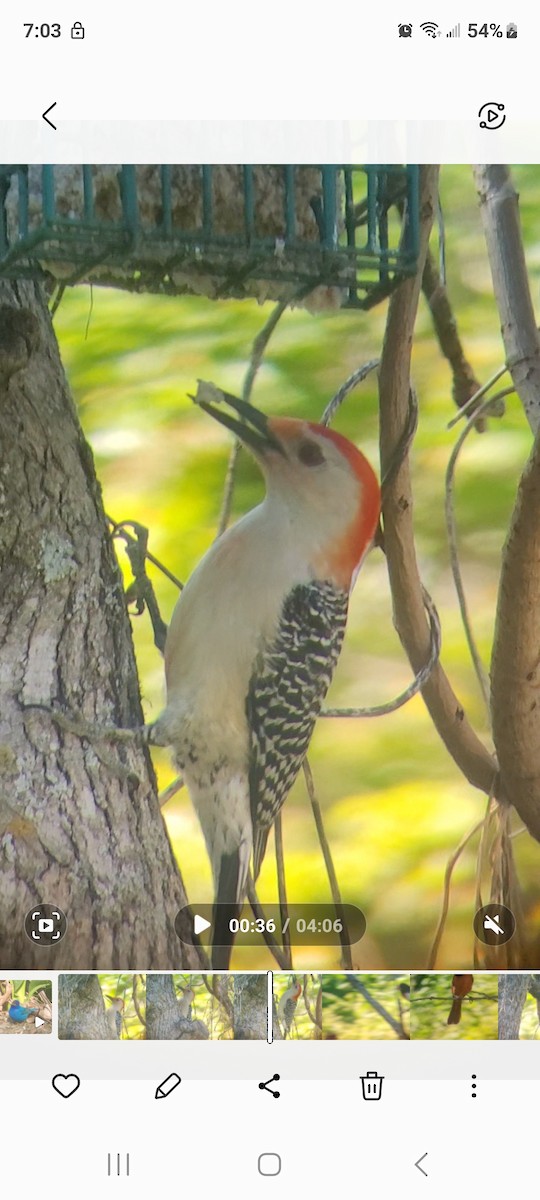 Red-bellied Woodpecker - ML617805179