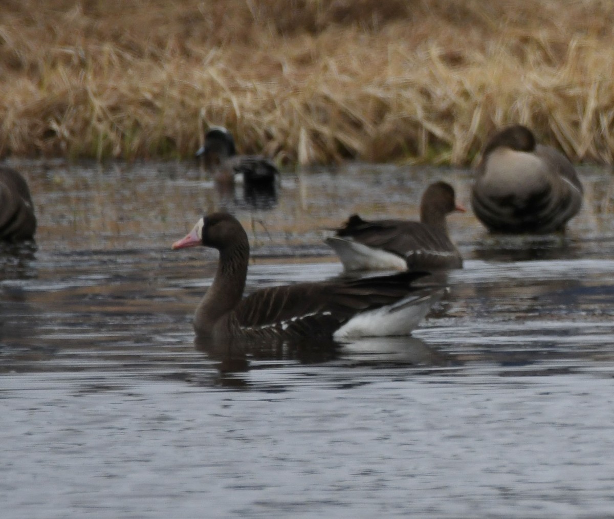 Greater White-fronted Goose (Tule) - ML617805181