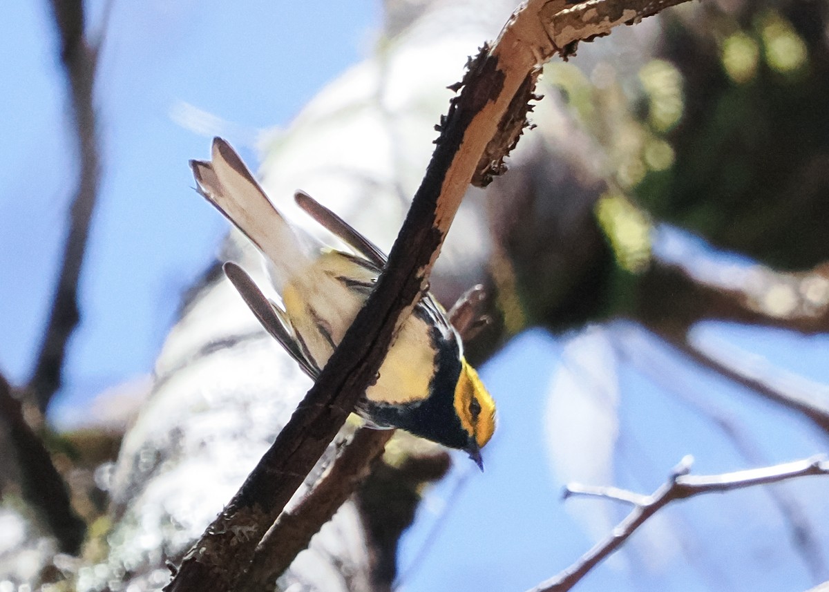 Black-throated Green Warbler - ML617805213