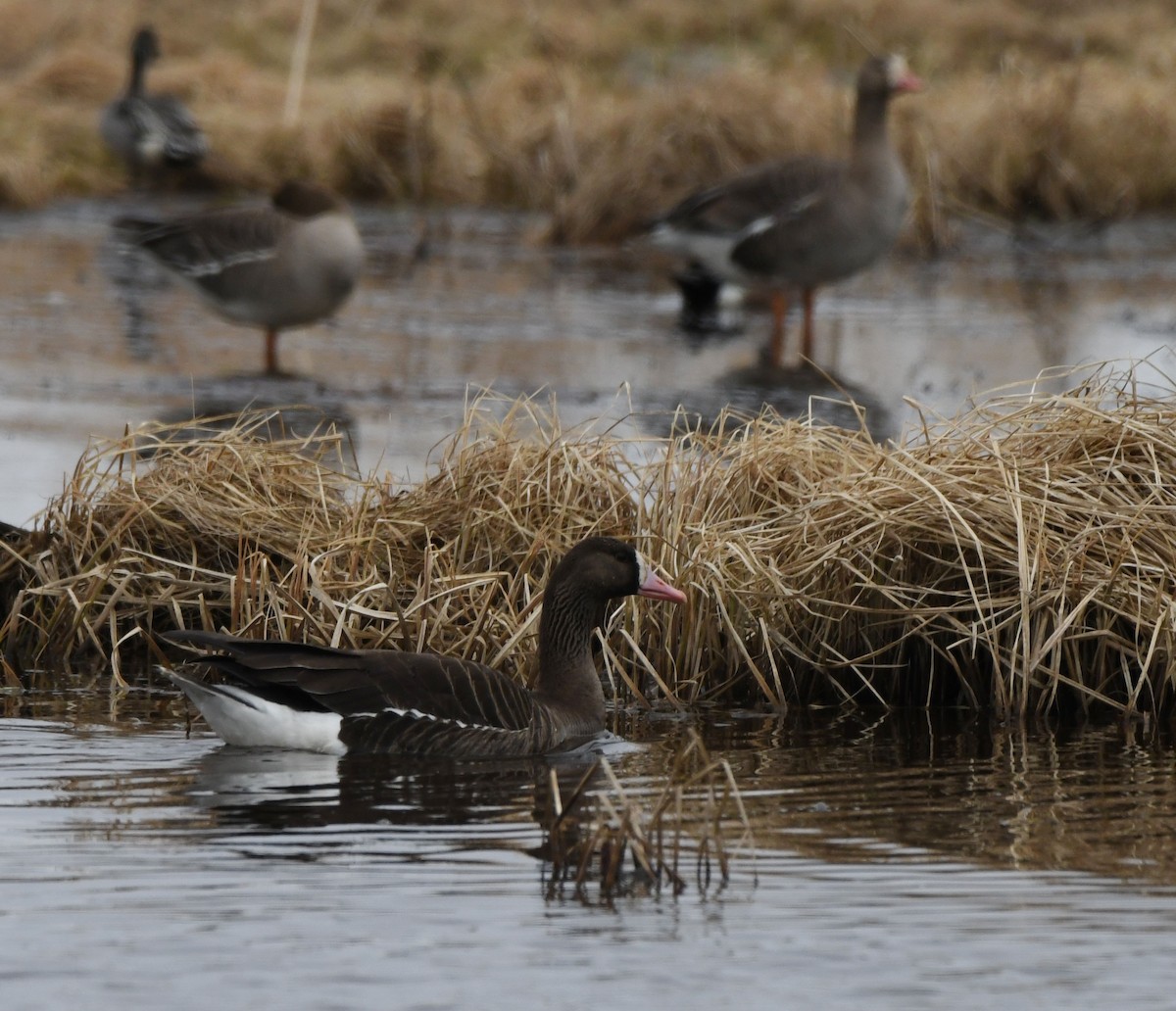 Greater White-fronted Goose (Tule) - ML617805238
