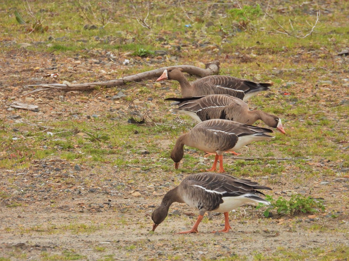 Greater White-fronted Goose - ML617805240