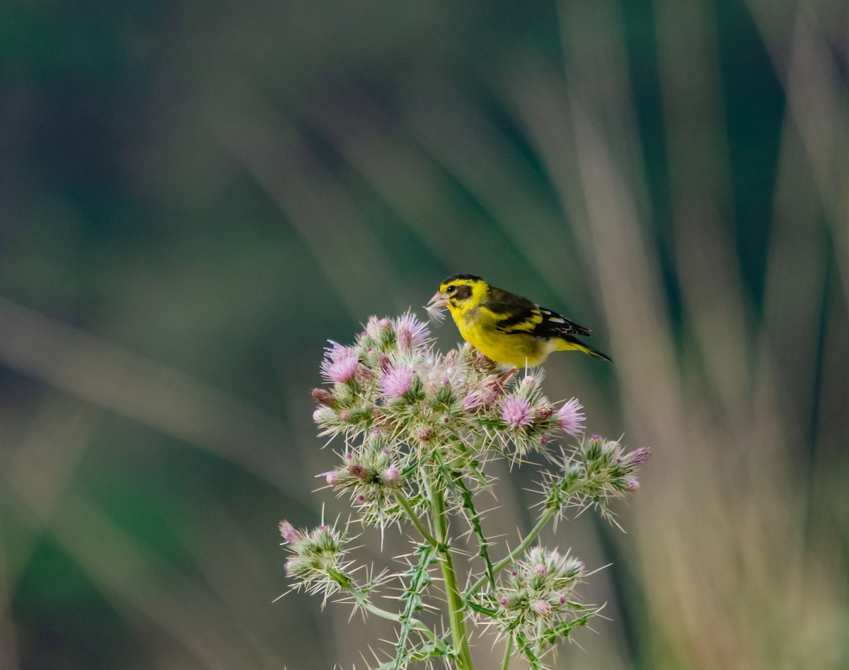 Yellow-breasted Greenfinch - Arun Raghuraman