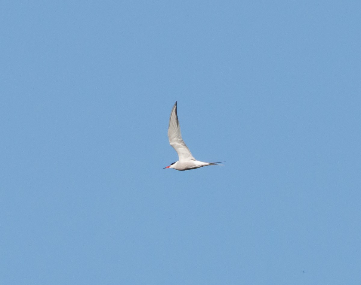 Common Tern - ML617805268