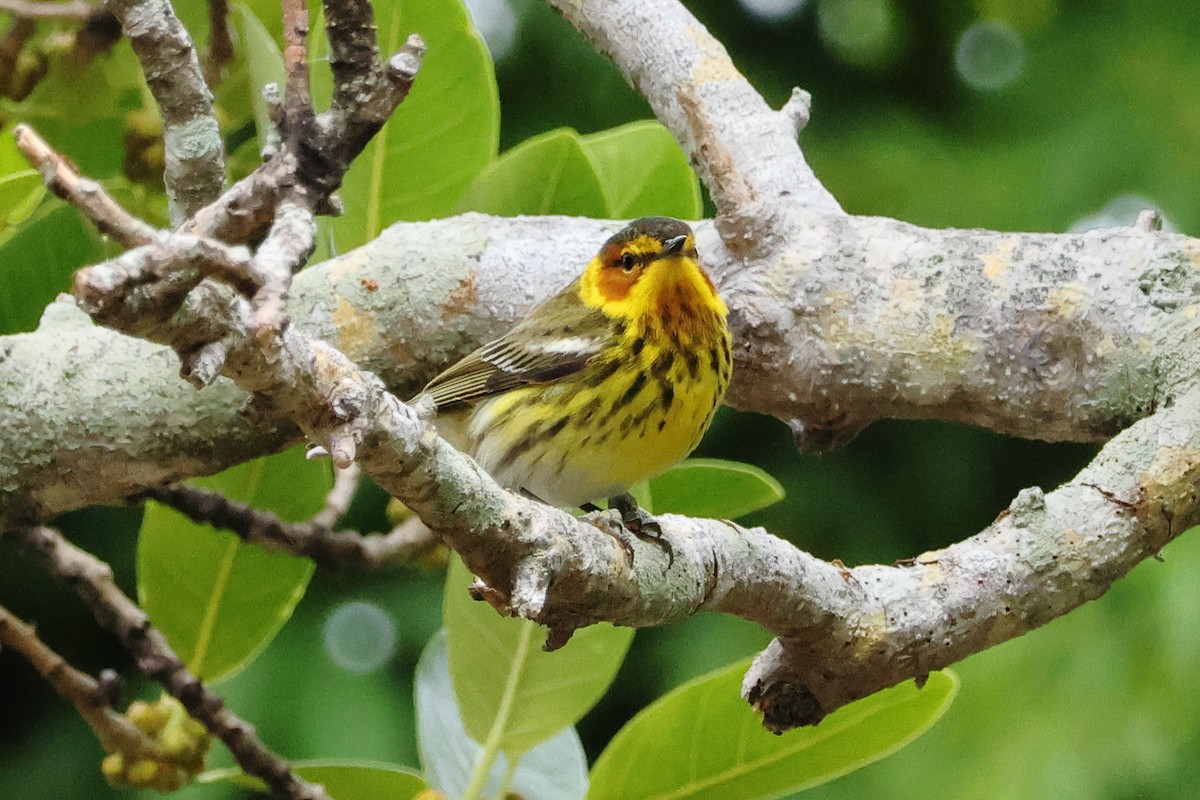 Cape May Warbler - ML617805284