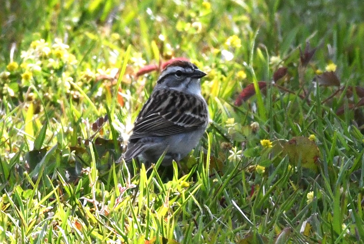 Chipping Sparrow - ML617805286
