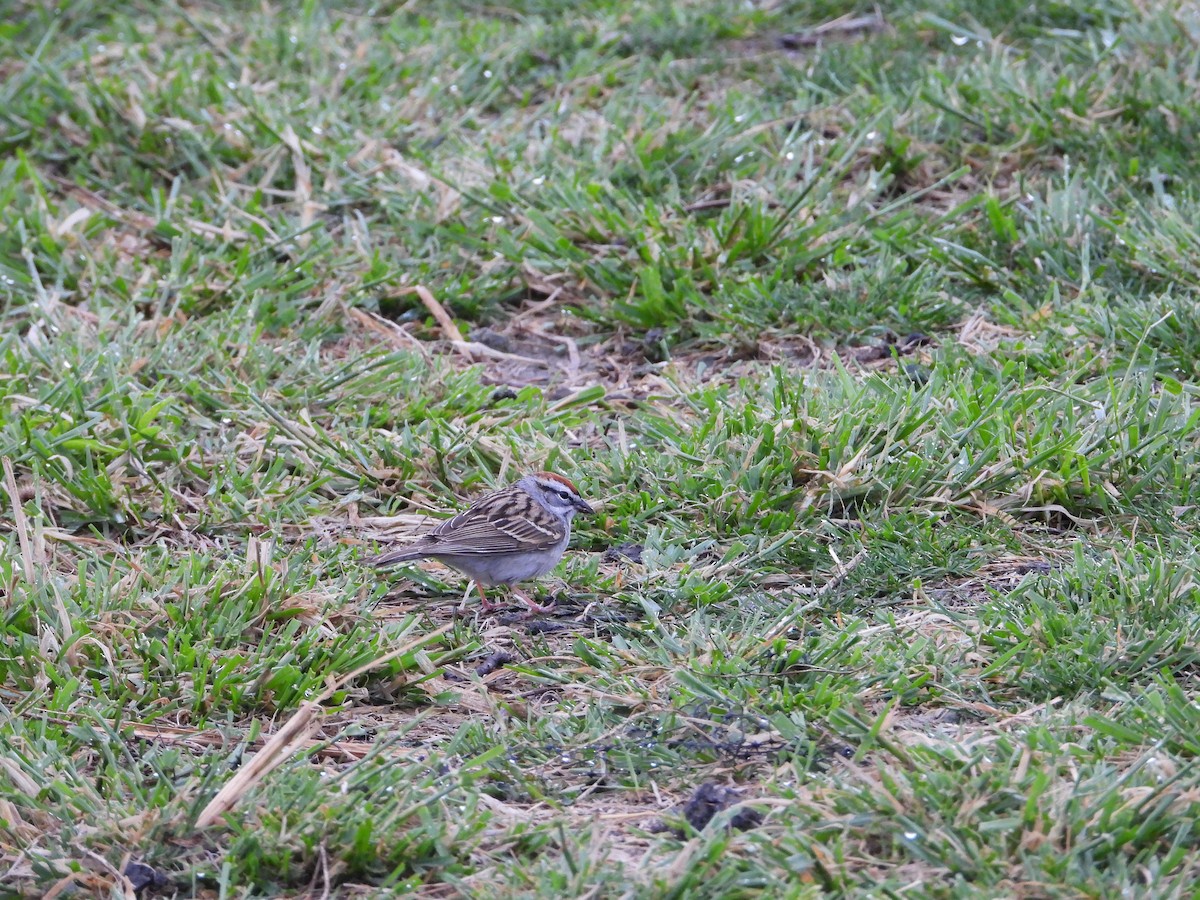 Chipping Sparrow - ML617805325