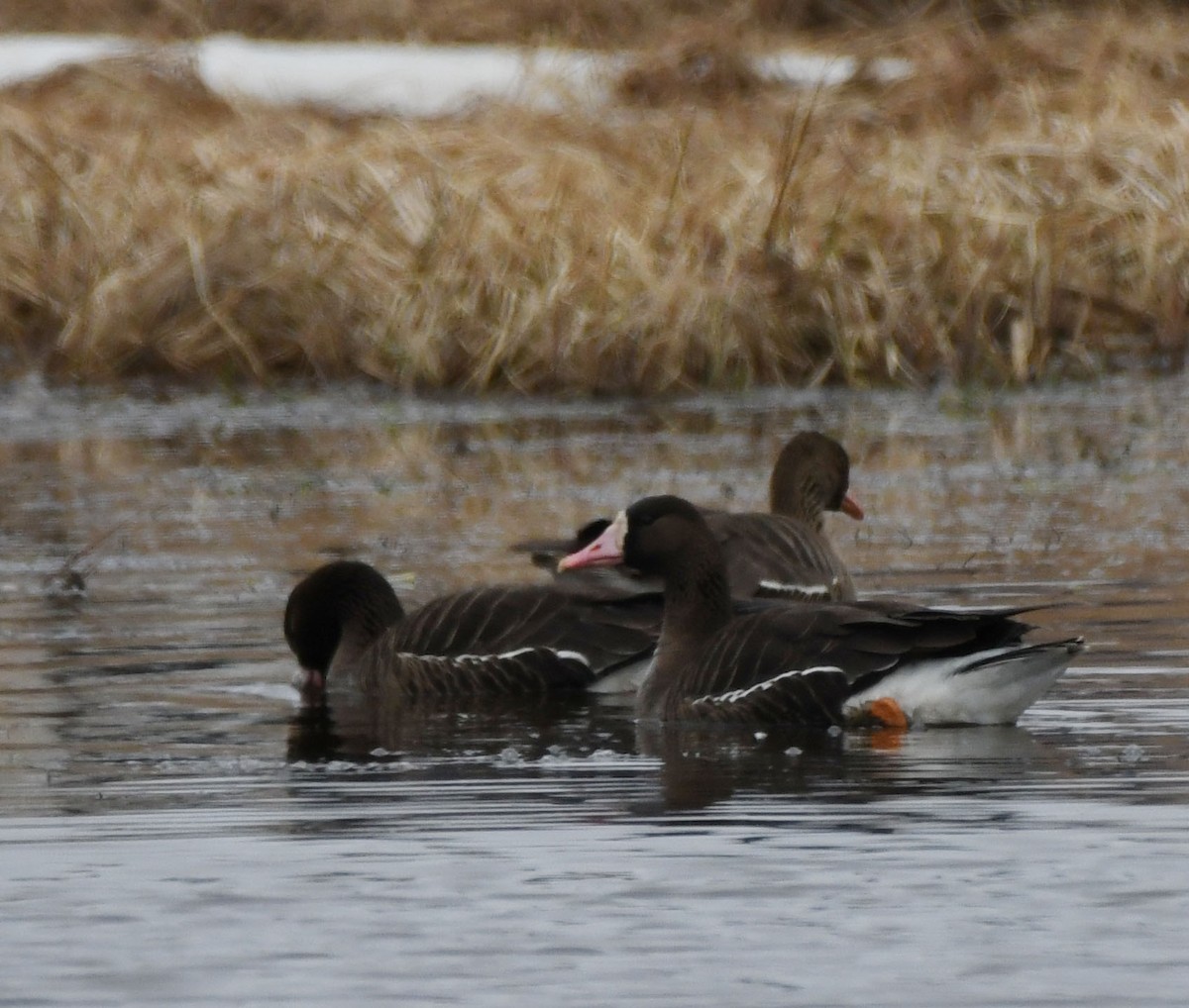 Greater White-fronted Goose (Tule) - ML617805327