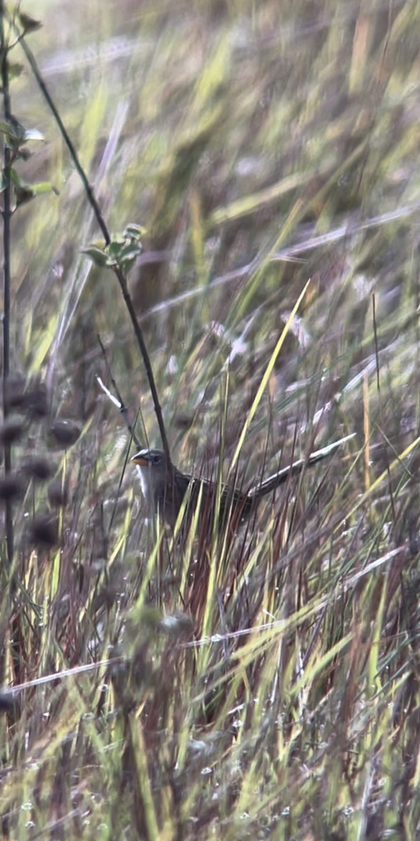 Wedge-tailed Grass-Finch - Dario Mora