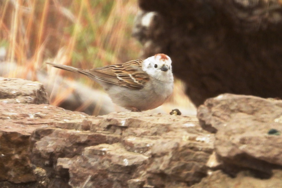 Chipping Sparrow - Christopher Pipes
