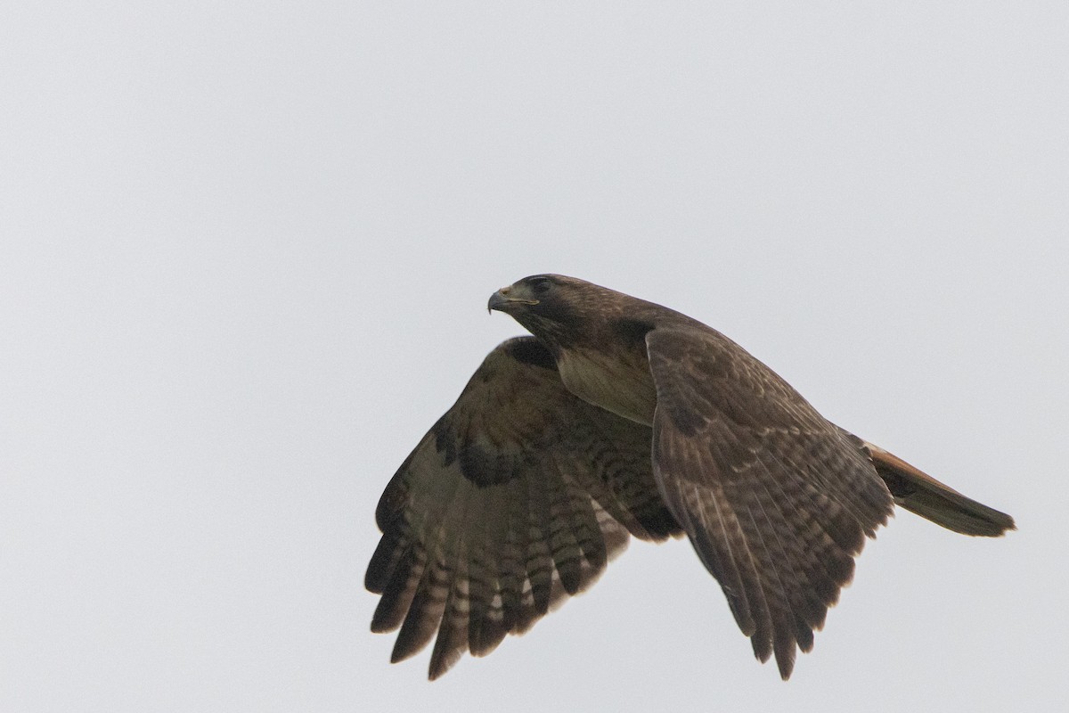 Red-tailed Hawk - ML617805393
