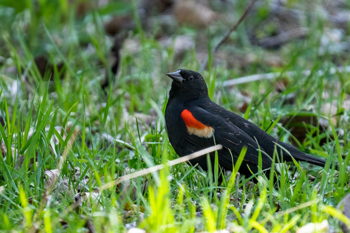 Red-winged Blackbird - Matt Saunders