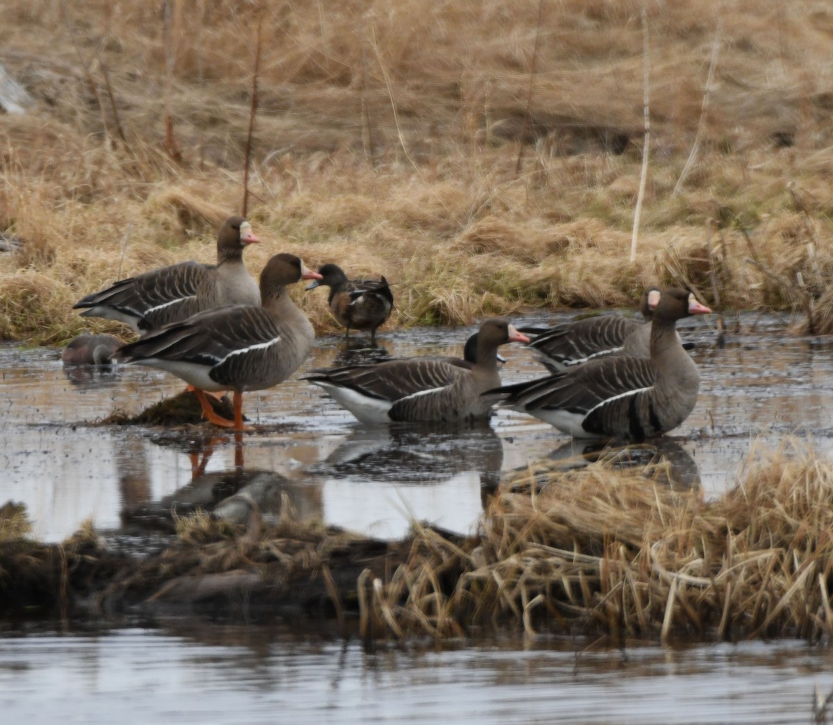 Greater White-fronted Goose (Western) - ML617805414