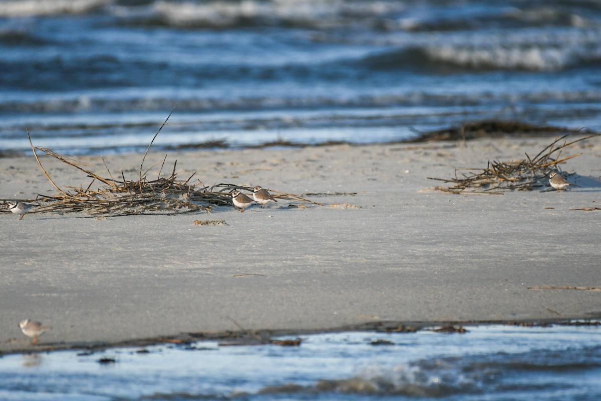 Piping Plover - ML617805431